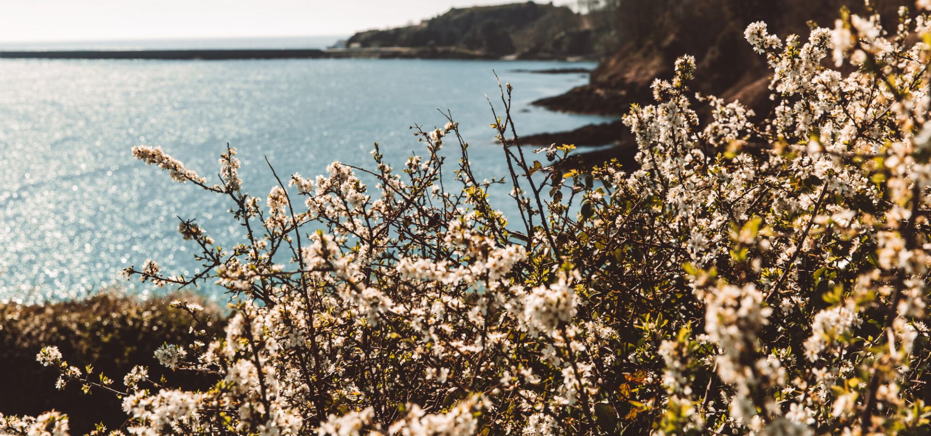 Spring flowers along a coastline